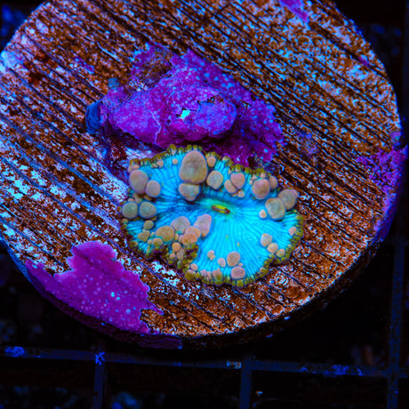 Neptune Bounce Mushroom Coral