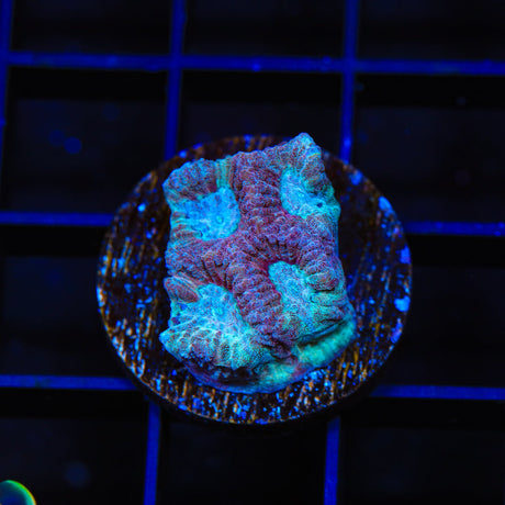 TSA Frozen Candy Platygyra Coral