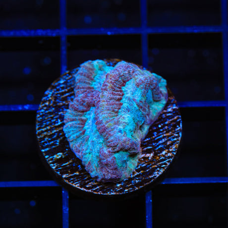 TSA Frozen Candy Platygyra Coral