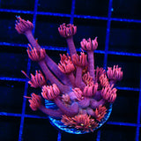ACI Dragons Breath Goniopora Coral - Top Shelf Aquatics