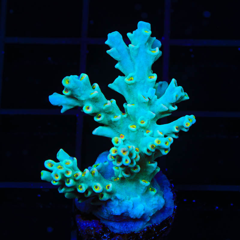 Acropora speciosa Coral