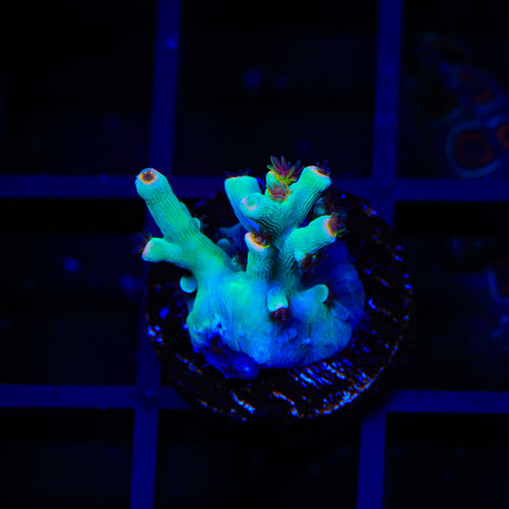 TSA Night King Speciosa Acropora Coral