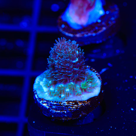 TSA Blue Wave Acropora Coral
