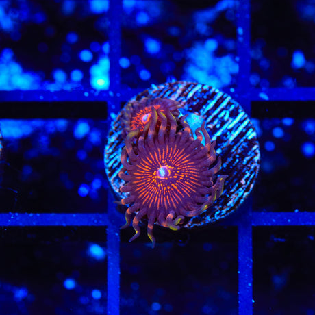 God of War Zoanthids Coral