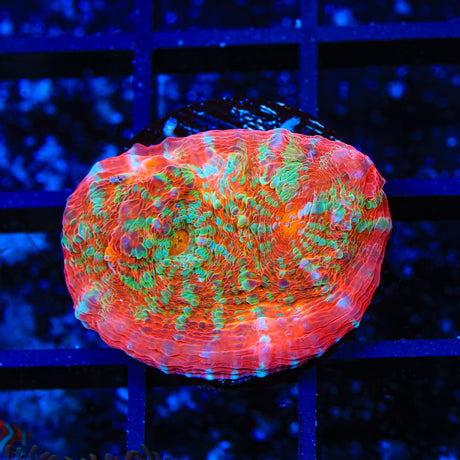 TSA Gumball Chalice Coral