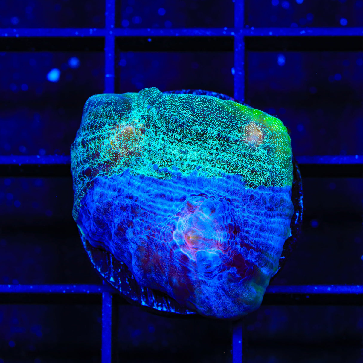 TSA Braveheart Chalice Coral