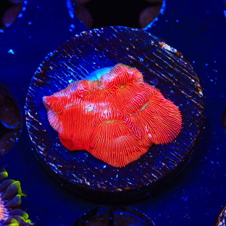 TSA Blood Simple Leptoseris Coral