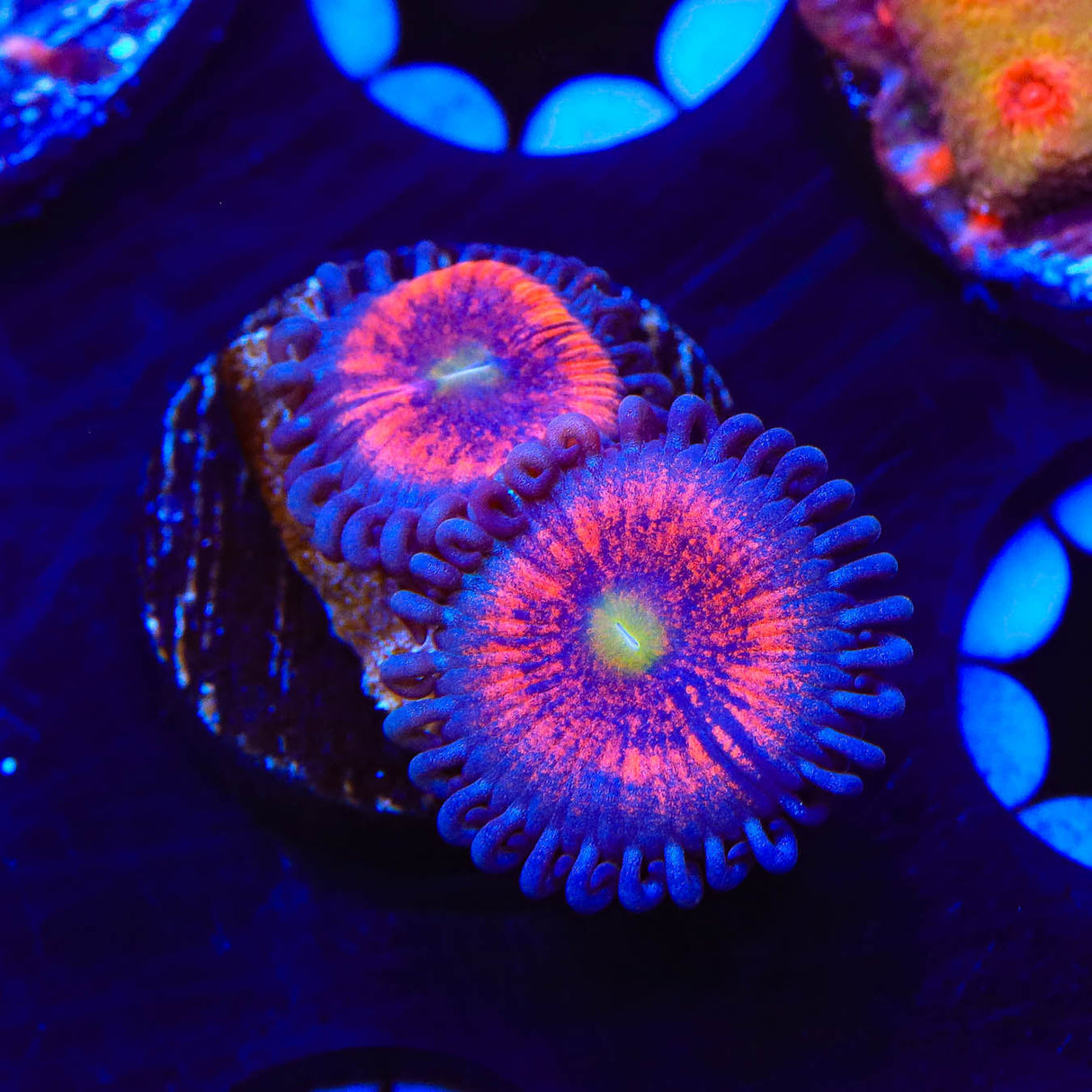 Everlasting Gobstopper Zoanthids Coral - Top Shelf Aquatics