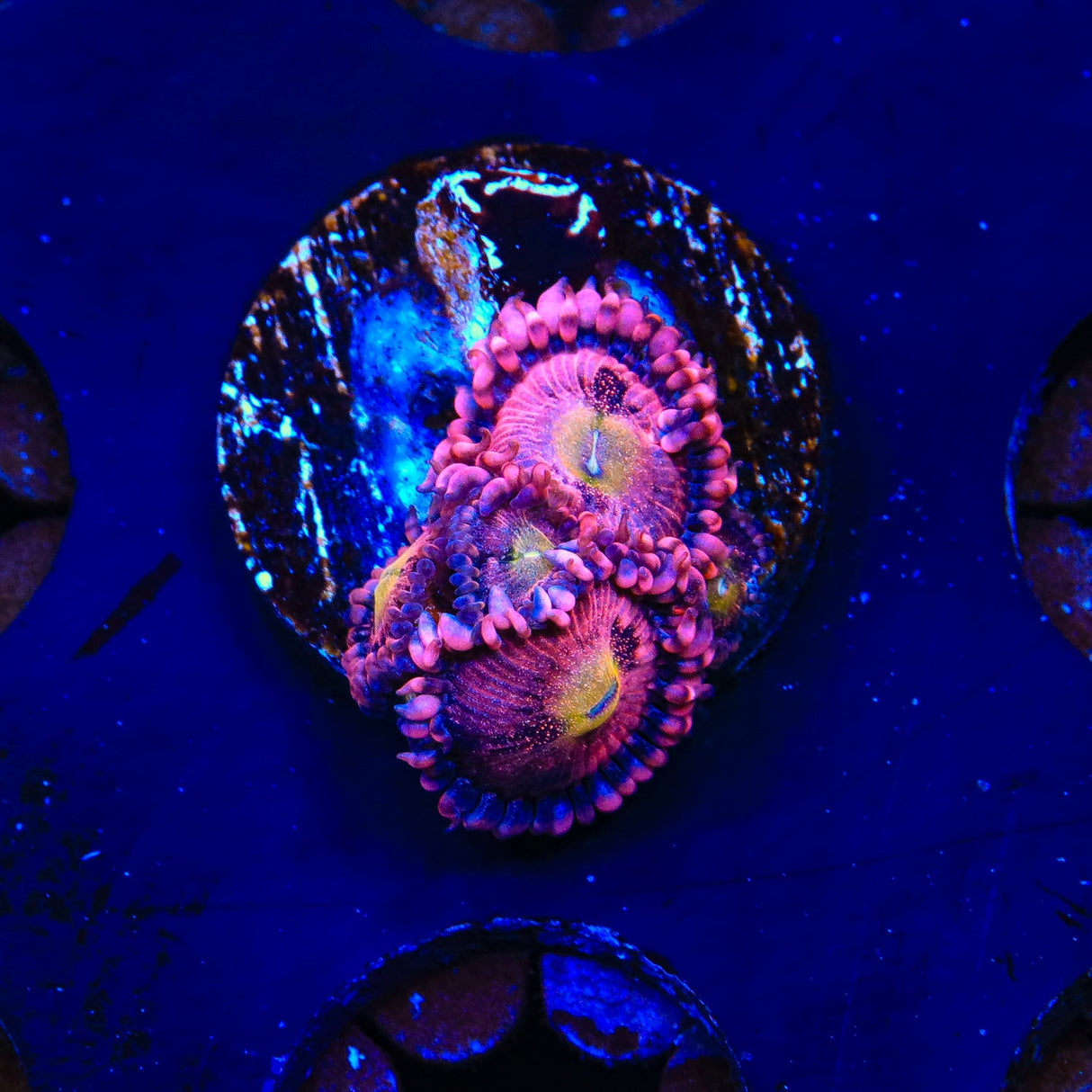 Halle Berry Zoanthids Coral