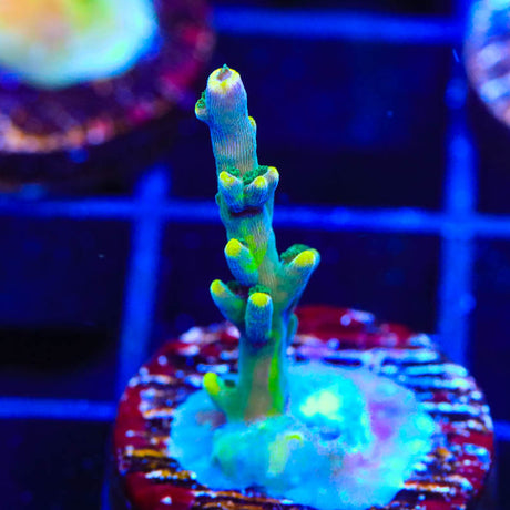 TSA Bollywood Acropora Coral - Top Shelf Aquatics