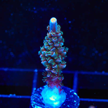 TSA Rose Acropora Coral