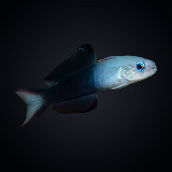 Scissortail Dartfish saltwater fish care guide