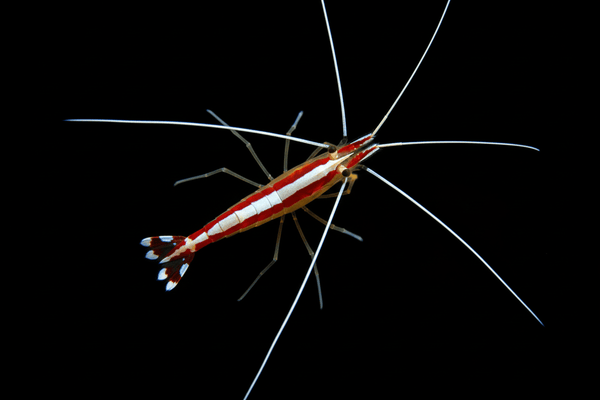 Skunk Cleaner Shrimp saltwater invertebrate care guide