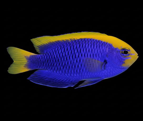 Starkii Damselfish saltwater fish care guide