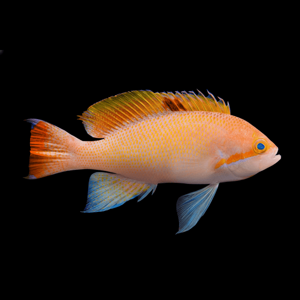 Stocky Anthias (Male) saltwater fish care guide