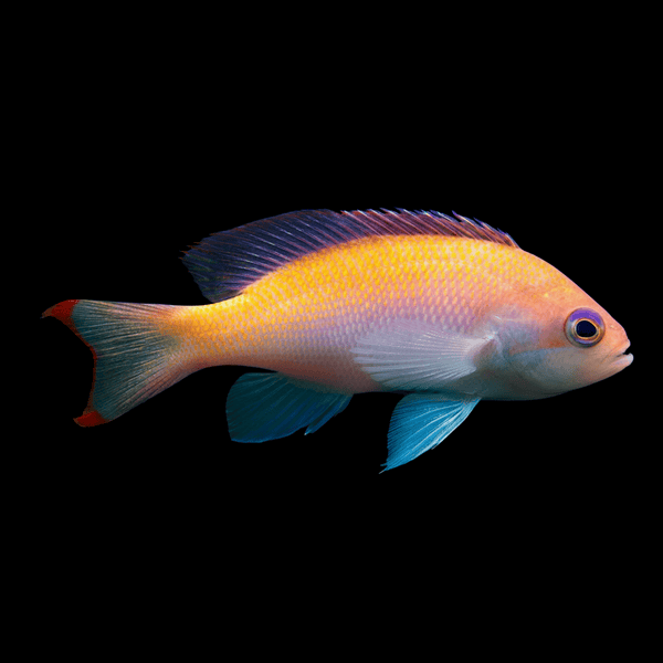 Stocky Anthias (Female) saltwater fish care guide