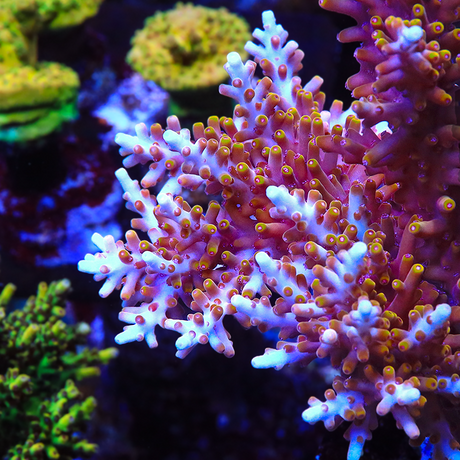 TSA Fire Dragons Acropora Coral - Top Shelf Aquatics