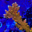 TSA Lion O Acropora Coral - Top Shelf Aquatics
