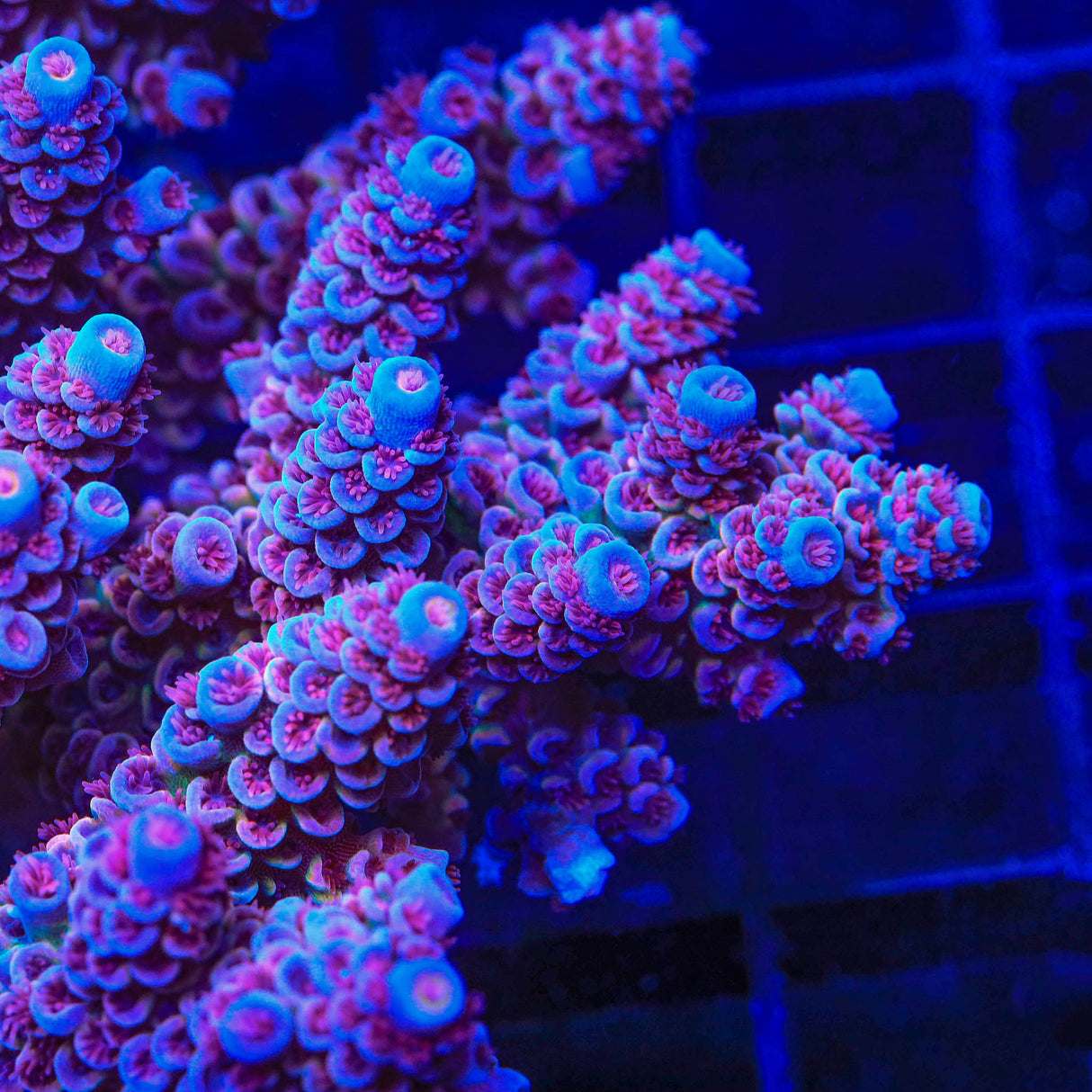 TSA Mac Daddy Blazer Acropora Coral - Top Shelf Aquatics