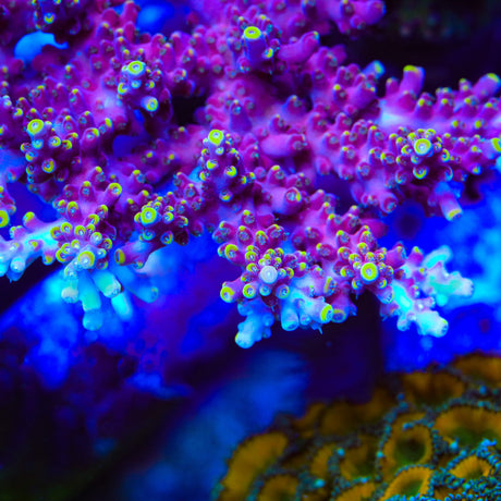 TSA Purple Rain Acropora Coral - Top Shelf Aquatics