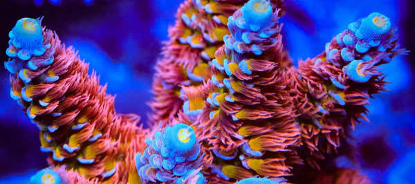 TSA Rocky Balboa Acropora coral