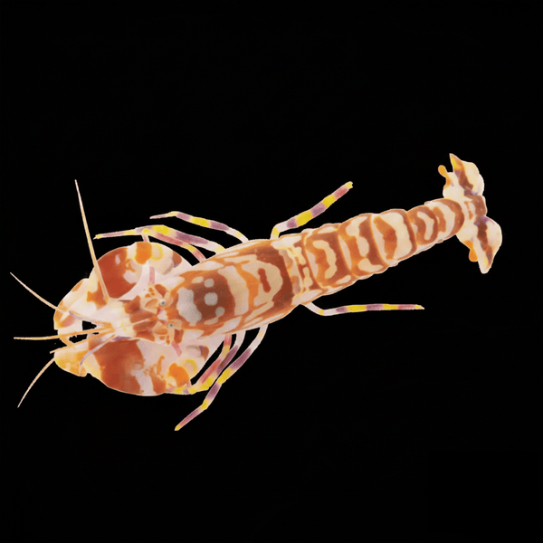 Tiger Pistol Shrimp saltwater invertebrate care guide