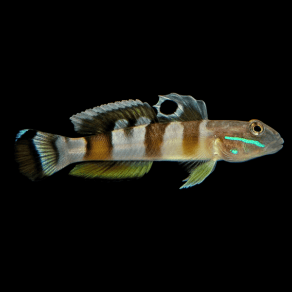 Tiger Watchman Goby saltwater fish care guide