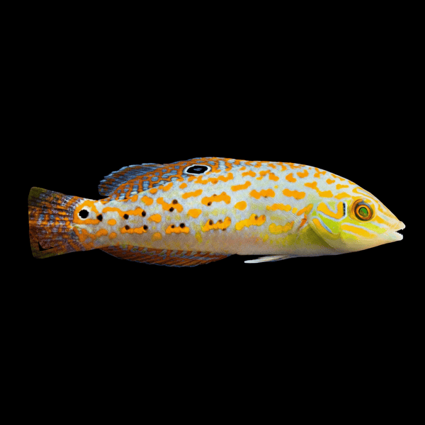 Timor Wrasse saltwater fish care guide