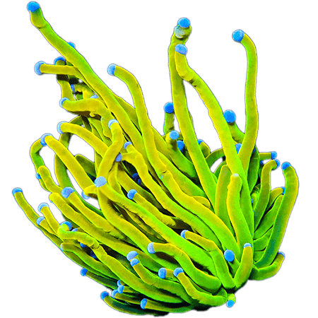 Saltwater Coral Identification & Care Glossary