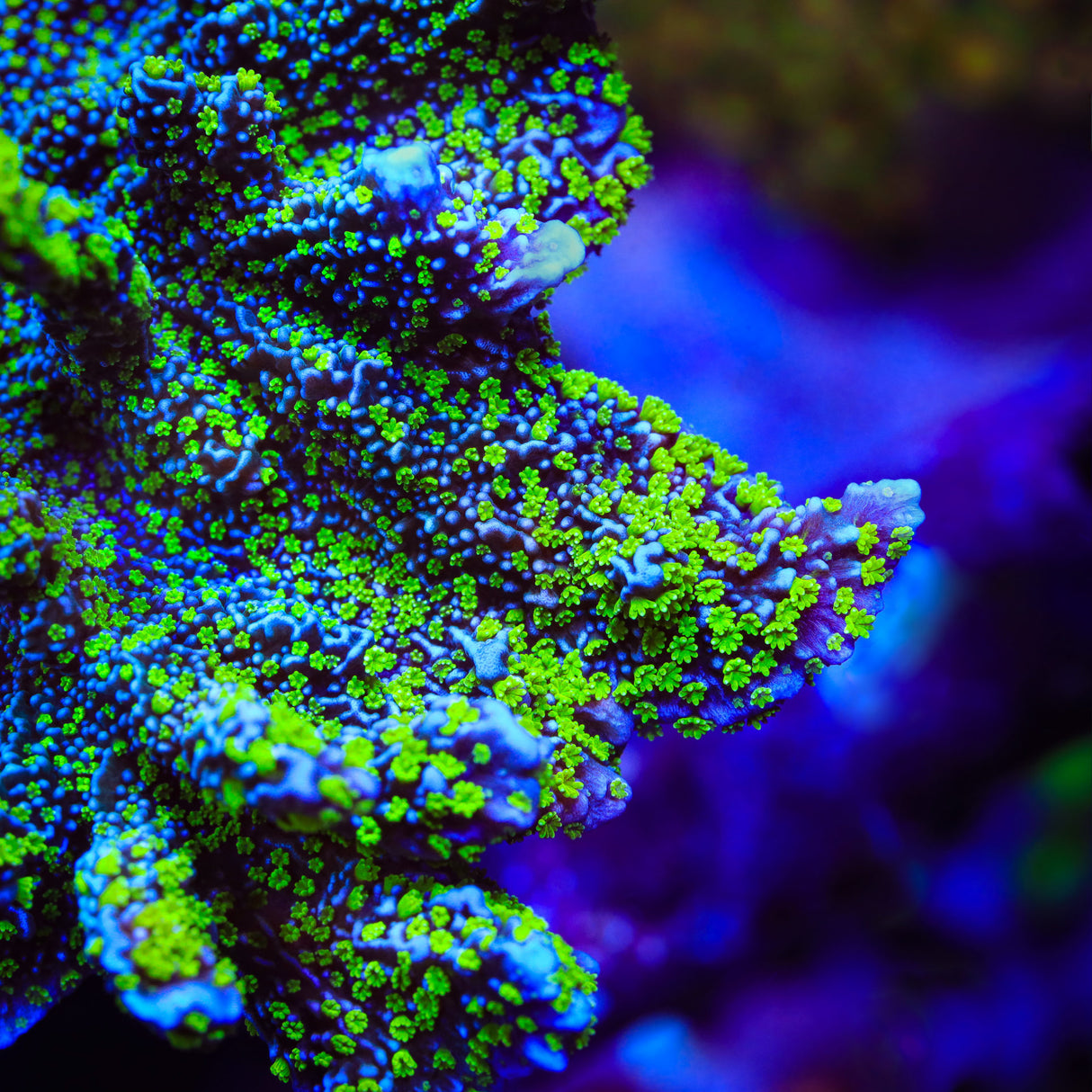 Tubbs Stelatta Montipora Coral - Top Shelf Aquatics
