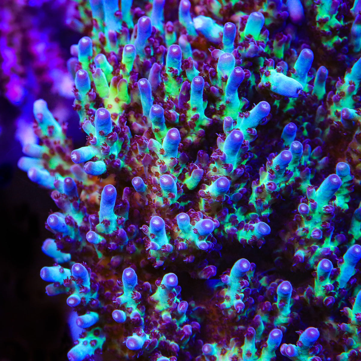 Assorted Acropora Coral Frag Pack  Buy Live Coral for Sale - Vivid  Aquariums