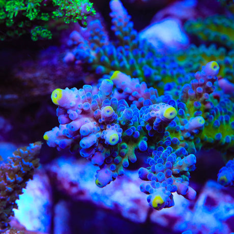 WWC Yellow Tips Acropora Coral - Top Shelf Aquatics