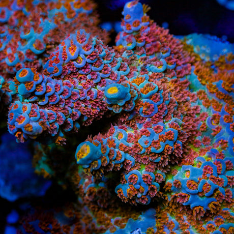 TGC Acrolandia Acropora Coral - Top Shelf Aquatics