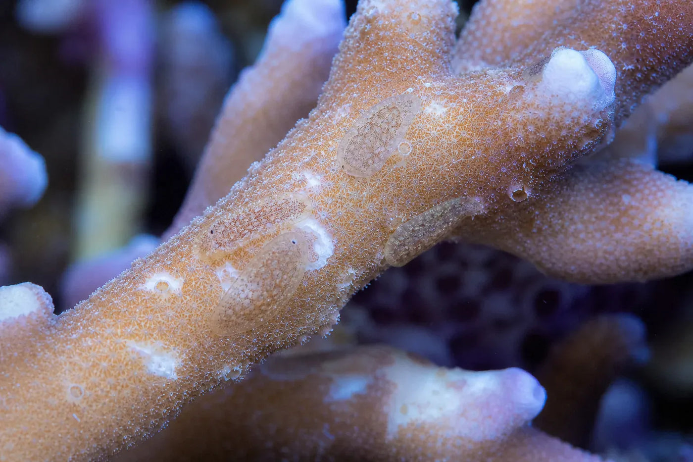 Acropora Eating Flatworms (AEFW) reef pest identification image