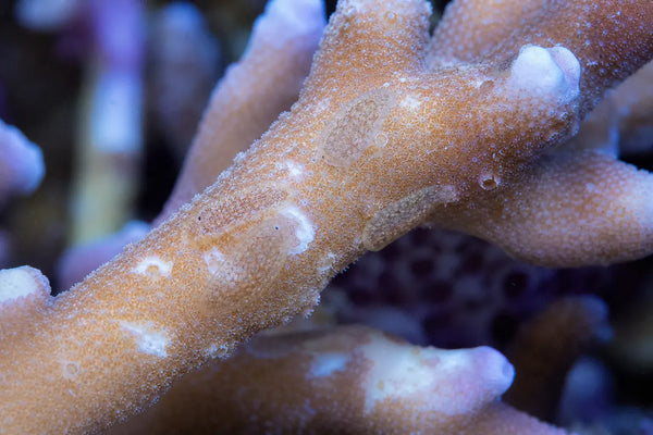 Acropora Eating Flatworms (AEFW) reef pest identification image