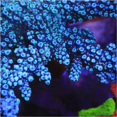 TSA Bali Blue Slimer Acropora Coral - Top Shelf Aquatics