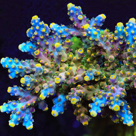 TSA Bollywood Acropora Coral - Top Shelf Aquatics