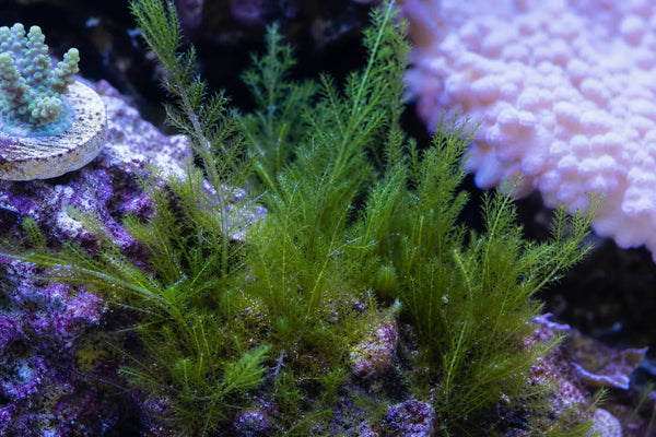 Bryopsis reef pest identification image