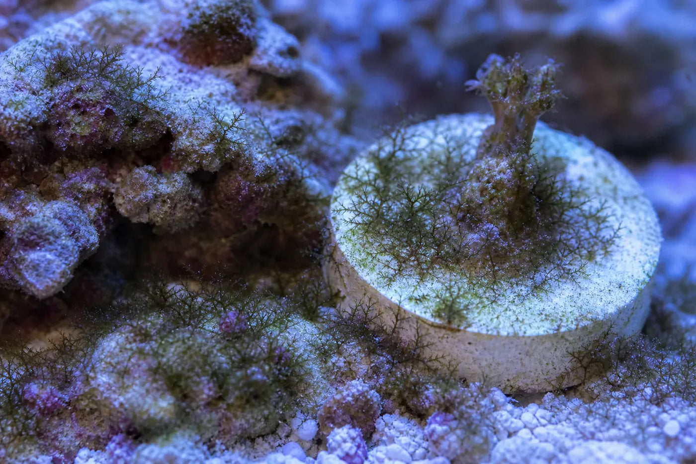 Calothrix algea reef pest identification image