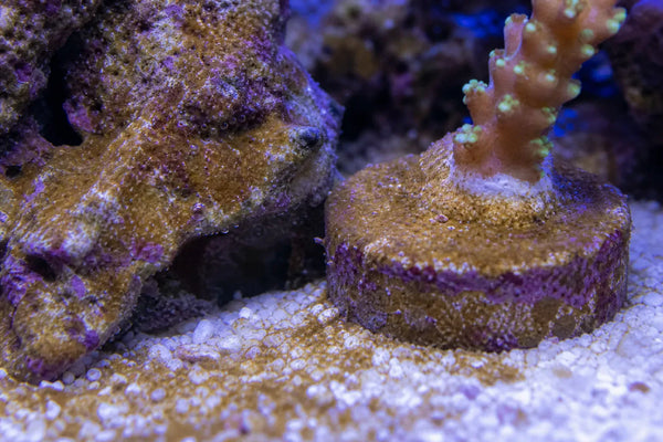 Coolia dinos aquarium surface image reef pest identification image