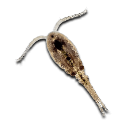 Reef Tank Pest Identification Guide: Hitchhikers, Algae & Removal
