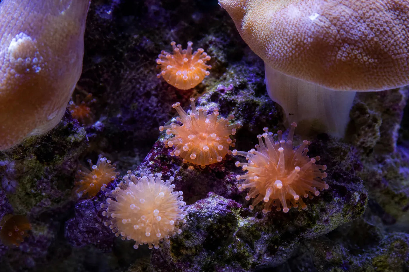 Corynactis/psuedocorynactis anemones reef pest identification image