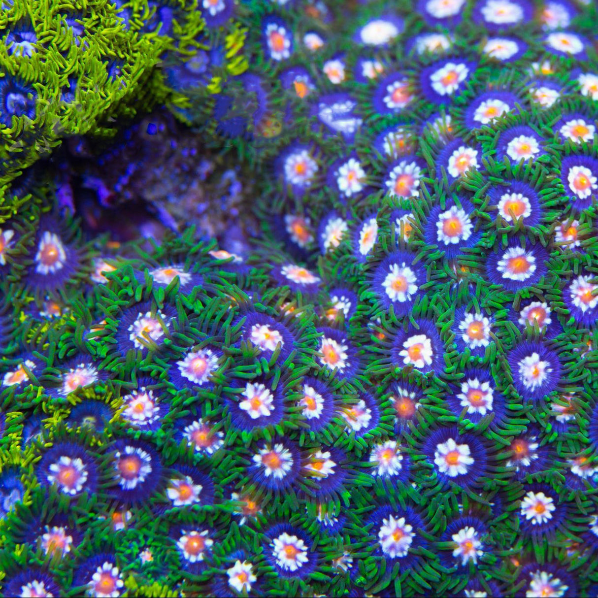 TSA Daisy Cutters Zoanthids Coral - Top Shelf Aquatics