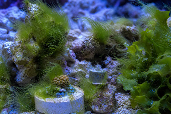 Debersia reef pest identification image