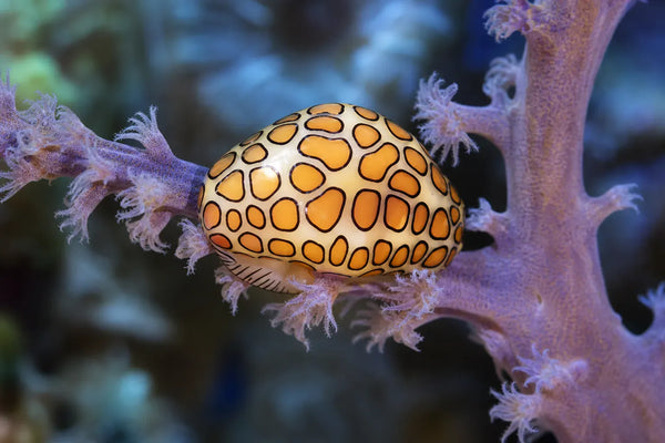Flamingo tongue snail pest identification image