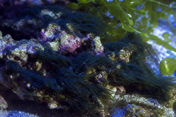 Lyngbya filamentous cyano algea reef pest identification image