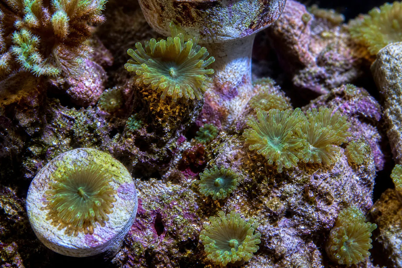 Majano anemones reef pest identification image