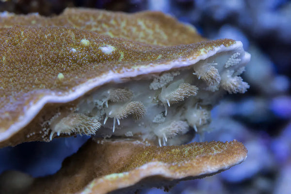 Montipora Eating Nudibranch reef pest identification image