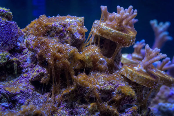 Osteropsis dinos pest identification image