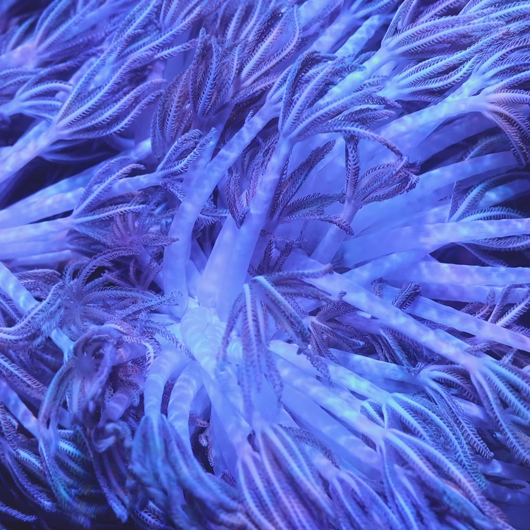 Giant Bali Xenia Coral – Top Shelf Aquatics